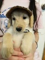 Yellow, a female Goldendoodle for sale in Cheraw, SC – 5 of 7