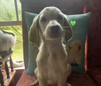 Green, a male Double Doodle for sale in Cheraw, SC – 3 of 3