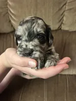 Susie, a female Goldendoodle for sale in Cheraw, SC – 3 of 4