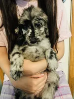 Mary, a female Goldendoodle for sale in Cheraw, SC – 5 of 6