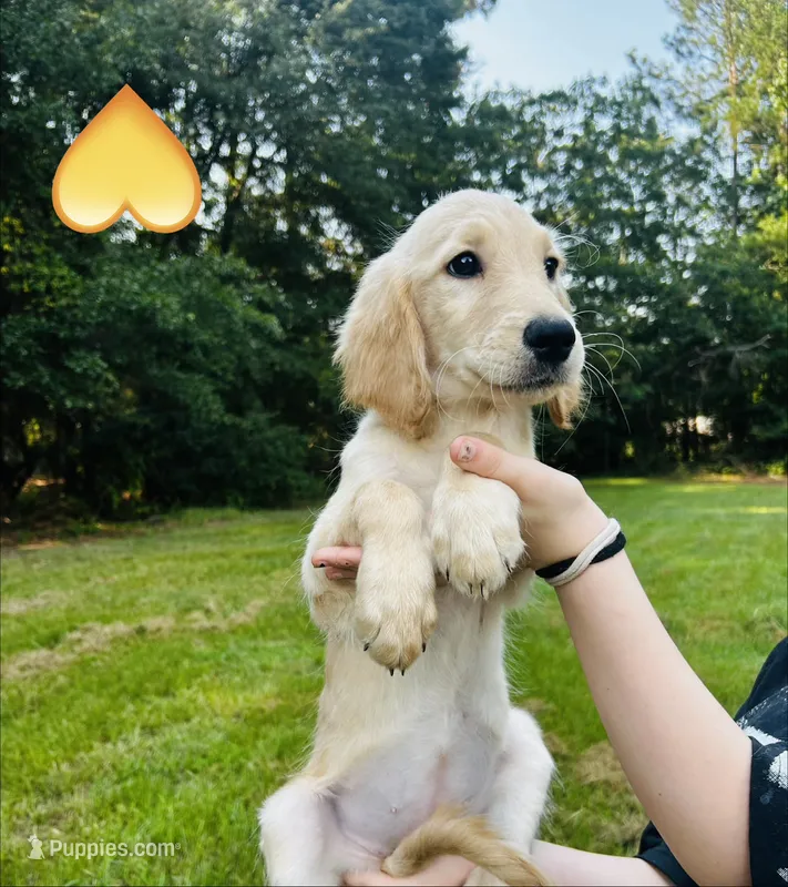 Yellow – Goldendoodle puppy for sale in Cheraw, SC