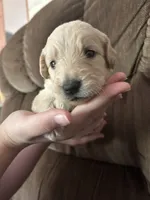 Purple, a female Goldendoodle for sale in Cheraw, SC – 4 of 4
