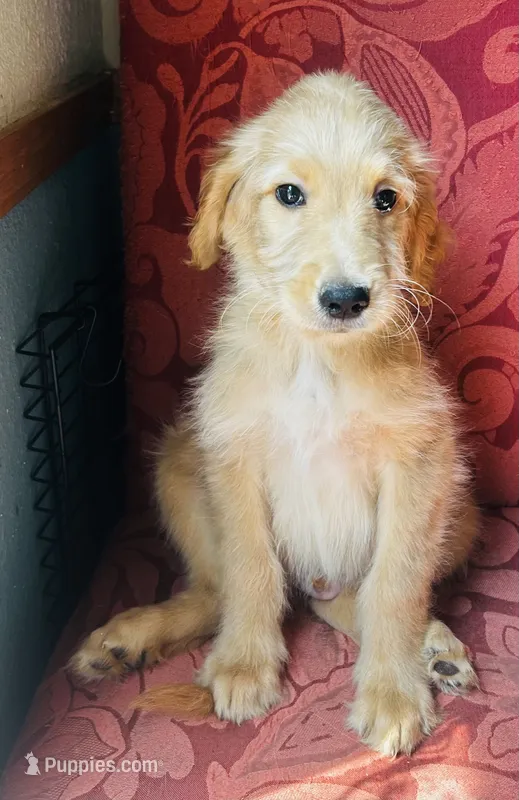 Picka – Goldendoodle puppy for sale in Cheraw, SC