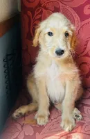 Picka, a male Goldendoodle for sale in Cheraw, SC – 1 of 4