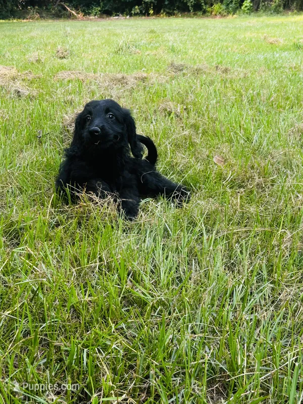Pink – Goldendoodle puppy for sale in Cheraw, SC