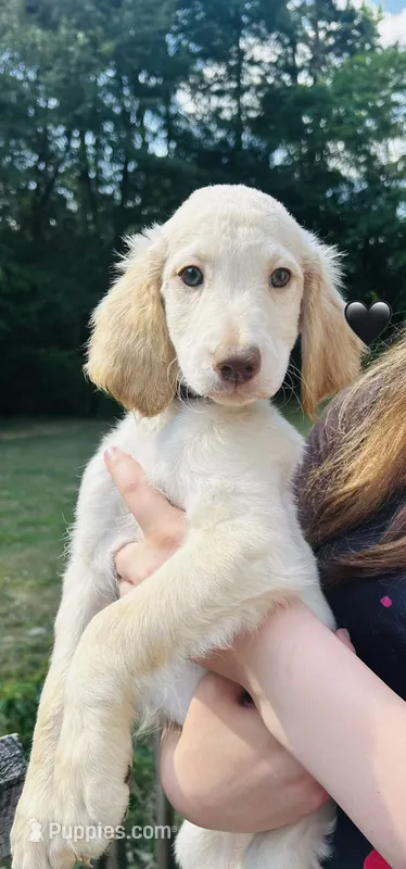 Black – Double Doodle puppy for sale in Cheraw, SC