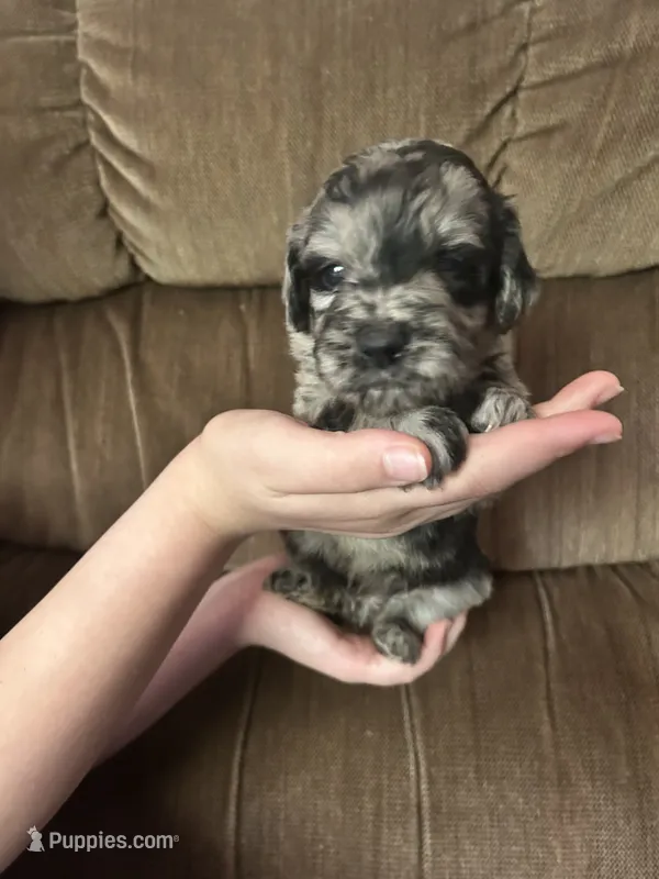 Susie – Goldendoodle puppy for sale in Cheraw, SC