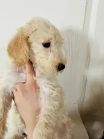 processed/3ee48a75-e098-4e27-8073-9037df869e94/listing/da8cc890-4a1f-4f11-b844-52834b5bf900/a654c6a2-acd7-48f5-a297-ea4a4b7fab67