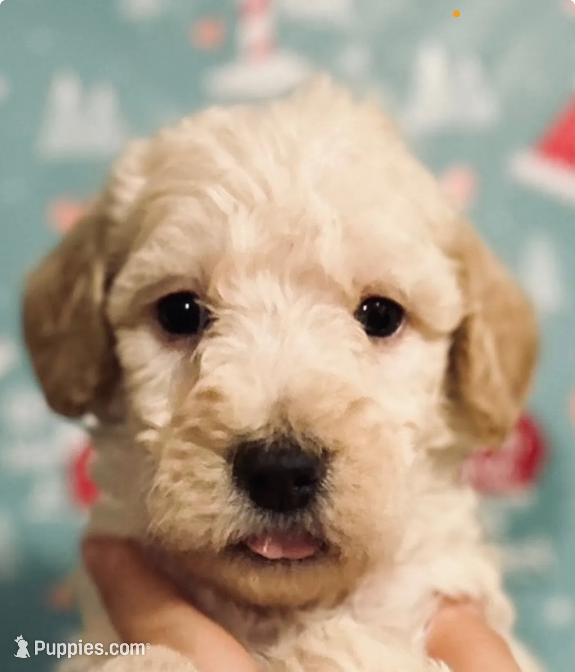 processed/3ee48a75-e098-4e27-8073-9037df869e94/listing/da8cc890-4a1f-4f11-b844-52834b5bf900/f1238f18-bc16-47e2-b484-5c23b4f9833b