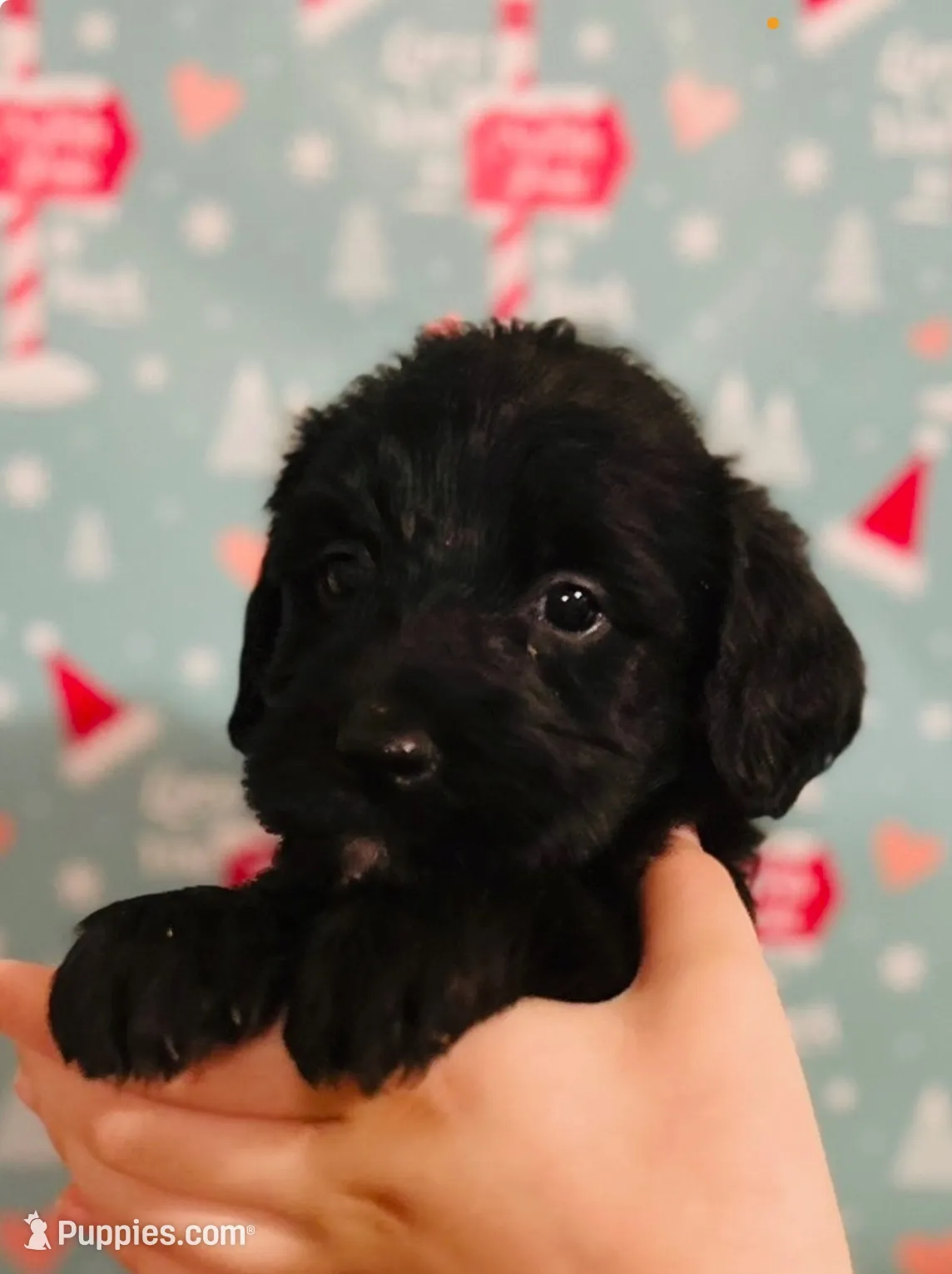 processed/3ee48a75-e098-4e27-8073-9037df869e94/listing/db3352ed-1152-4288-b69a-0ca6df5a1da6/0e320d90-64cc-4113-9313-079a1d4a7a6f