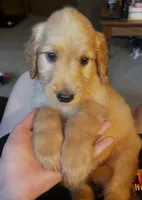  Pikachu, a male Goldendoodle for sale in Cheraw, SC – 2 of 8