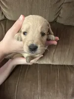 Pink, a female Goldendoodle for sale in Cheraw, SC – 3 of 5