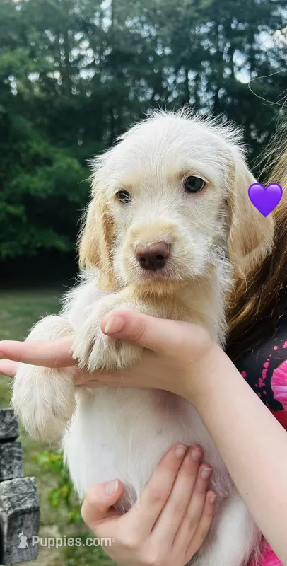 Purple – Double Doodle puppy for sale in Cheraw, SC