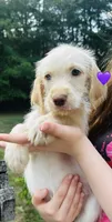Purple, a female Double Doodle for sale in Cheraw, SC – 1 of 3