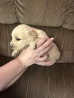 Pink, a female Goldendoodle for sale in Cheraw, SC – 5 of 5