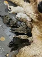 New years 2026 double doodles, a  Labradoodle and Double Doodle for sale in Cheraw, SC – Photo 3 of 4