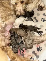 New years 2026 double doodles, a  Labradoodle and Double Doodle for sale in Cheraw, SC – Photo 4 of 4