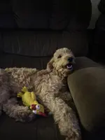 New years 2026 double doodles, a  Labradoodle and Double Doodle for sale in Cheraw, SC – Photo 2 of 4