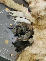 New years 2026 double doodles, a  Labradoodle and Double Doodle for sale in Cheraw, SC – Photo 1 of 4