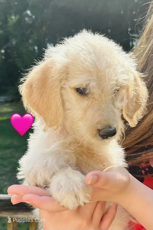 Pink – Double Doodle puppy for sale in Cheraw, SC