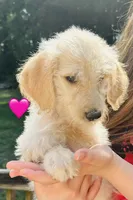 Pink, a female Double Doodle for sale in Cheraw, SC – 1 of 3