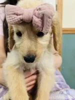 Purple, a female Goldendoodle for sale in Cheraw, SC – 4 of 5