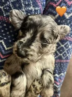 Mary, a female Goldendoodle for sale in Cheraw, SC – 1 of 4