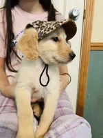 Yellow, a female Goldendoodle for sale in Cheraw, SC – 2 of 7
