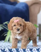 Karlee, a female Bichon Frise and Cavapoo for sale in Sugarcreek, OH – Photo 5 of 5