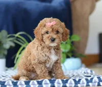 Karlee, a female Bichon Frise and Cavapoo for sale in Sugarcreek, OH – Photo 3 of 5