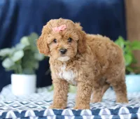 Karlee, a female Bichon Frise and Cavapoo for sale in Sugarcreek, OH – Photo 4 of 5