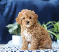 Karlee, a female Bichon Frise and Cavapoo for sale in Sugarcreek, OH – Photo 2 of 5