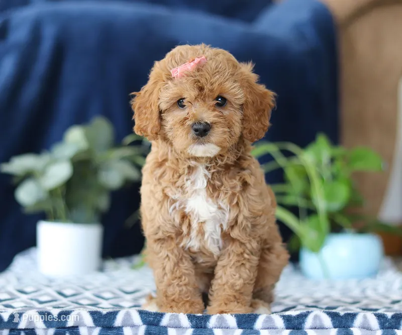 Karlee, a female Bichon Frise and Cavapoo for sale in Sugarcreek, OH – Photo 1 of 5