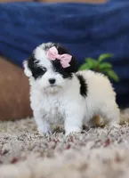 Queen, a female Miniature Goldendoodle for sale in Sugarcreek, OH – Photo 7 of 7