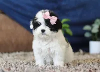 Queen, a female Miniature Goldendoodle for sale in Sugarcreek, OH – Photo 3 of 7