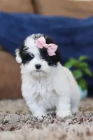 Queen, a female Miniature Goldendoodle for sale in Sugarcreek, OH – Photo 6 of 7