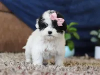 Queen, a female Miniature Goldendoodle for sale in Sugarcreek, OH – Photo 4 of 7