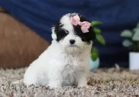 Queen, a female Miniature Goldendoodle for sale in Sugarcreek, OH – Photo 5 of 7