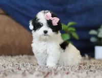 Queen, a female Miniature Goldendoodle for sale in Sugarcreek, OH – Photo 2 of 7