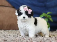 Queen, a female Miniature Goldendoodle for sale in Sugarcreek, OH – Photo 1 of 7