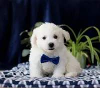 Riley, a male Cavachon for sale in Sugarcreek, OH – Photo 1 of 4