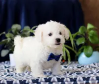 Riley, a male Cavachon for sale in Sugarcreek, OH – Photo 4 of 4