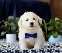 Riley, a male Cavachon for sale in Sugarcreek, OH – Photo 2 of 4