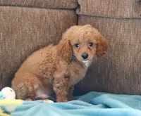 Kyle, a male Bichon Frise and Cavapoo for sale in Sugarcreek, OH – Photo 5 of 6