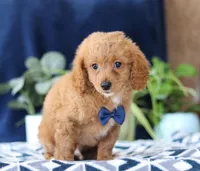 Kyle, a male Bichon Frise and Cavapoo for sale in Sugarcreek, OH – Photo 4 of 6