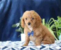 Kyle, a male Bichon Frise and Cavapoo for sale in Sugarcreek, OH – Photo 1 of 6