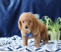 Kyle, a male Bichon Frise and Cavapoo for sale in Sugarcreek, OH – Photo 6 of 6