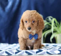 Kyle, a male Bichon Frise and Cavapoo for sale in Sugarcreek, OH – Photo 3 of 6