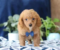 Kyle, a male Bichon Frise and Cavapoo for sale in Sugarcreek, OH – Photo 2 of 6