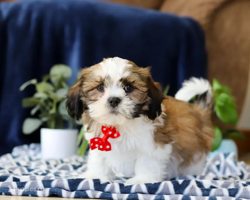 Tj, a male Shichon for sale in Sugarcreek, OH – Photo 1 of 5